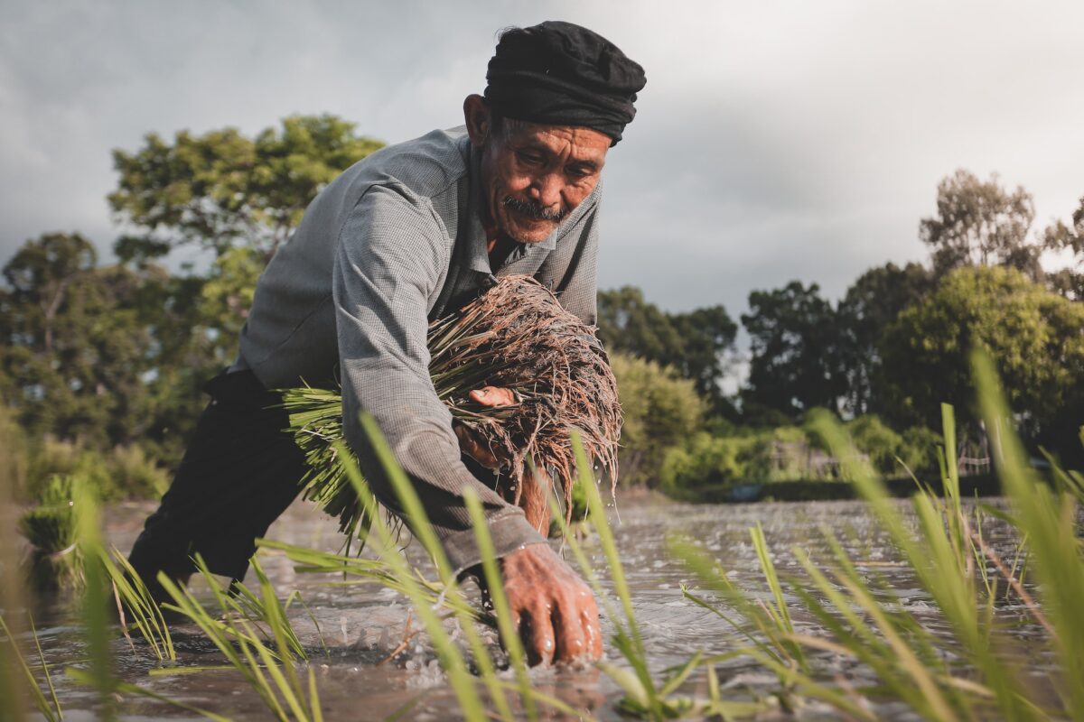 مزارع يقطف الأرز لتوضيح العلاقة بين الزراعة والنجاح